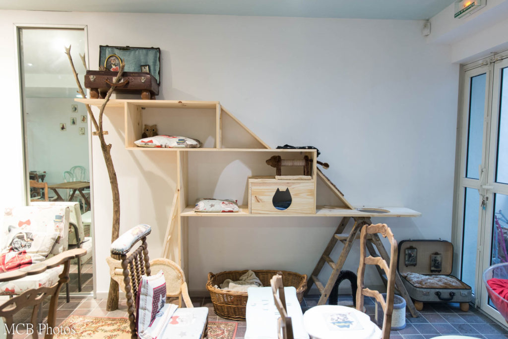 Intérieur du bar à chats